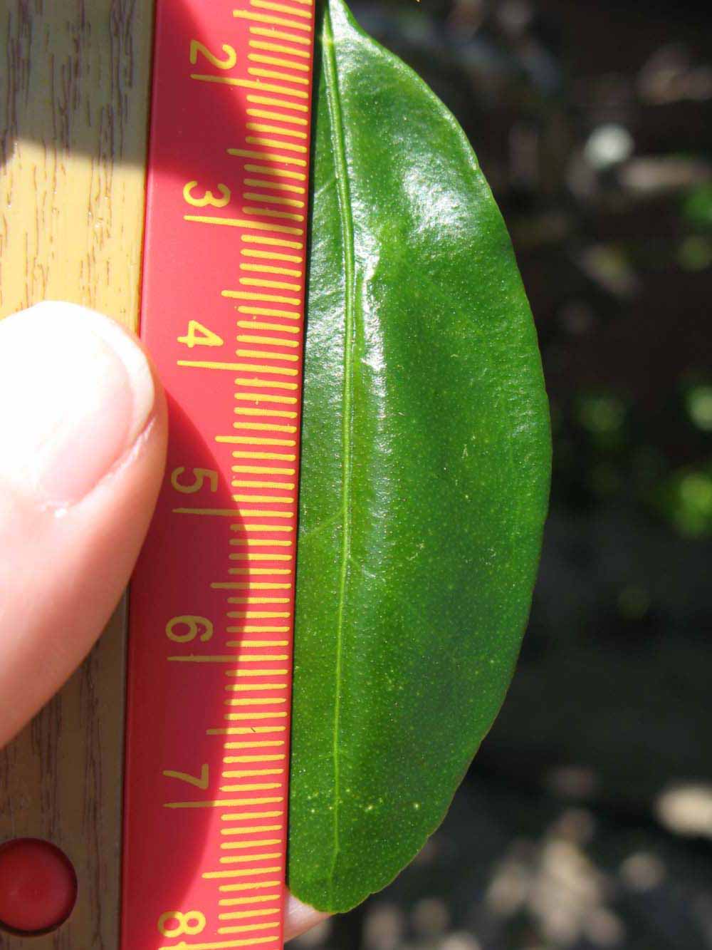              Unifoliolate leaf (Winter Haven, FL)       